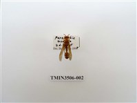 藏品(叉胸異腹胡蜂)的圖片